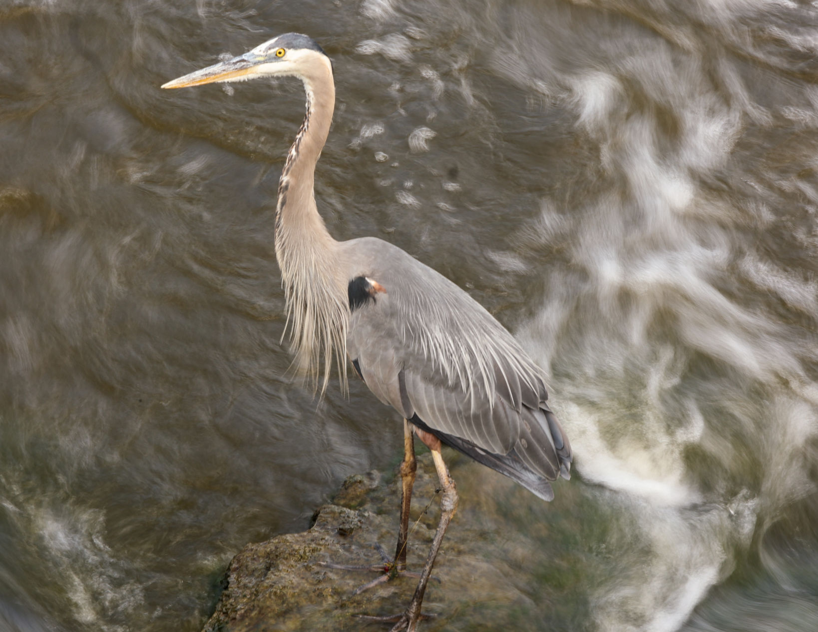 Lake George Crane
